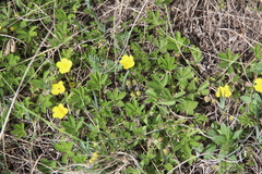 Potentilla incana