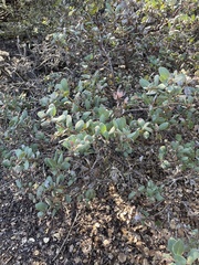 Arctostaphylos morroensis