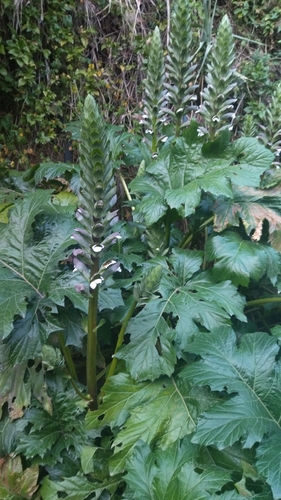 Acanthus mollis image