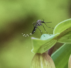 Aedes sierrensis