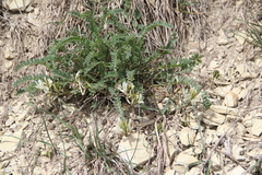 Astragalus demetrii