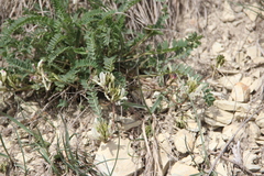 Astragalus demetrii