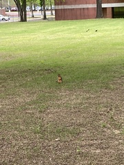 Sciurus niger