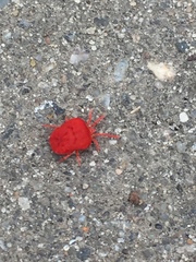 Trombidium holosericeum