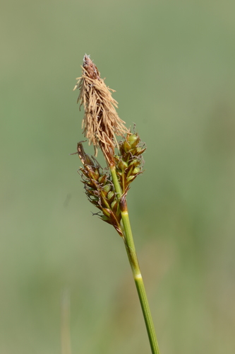 Carex caryophyllea Latourr.