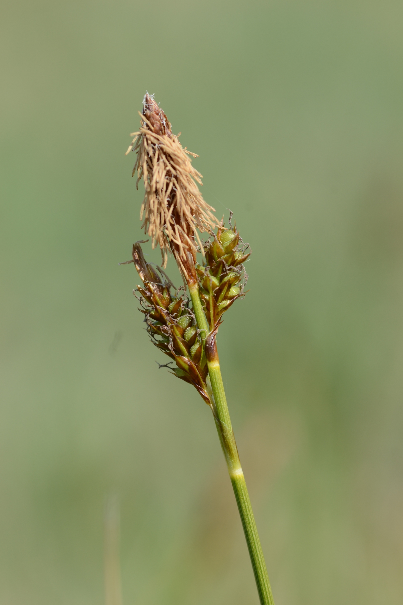 Carex caryophyllea