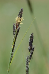 Carex hartmanii