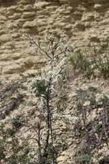 Prunus spinosa dasyphylla