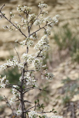 Prunus spinosa dasyphylla
