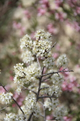 Prunus spinosa dasyphylla