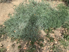 Acmispon grandiflorus