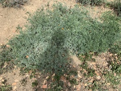 Acmispon grandiflorus