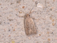 Helcystogramma chambersella