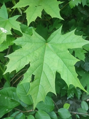 Acer platanoides