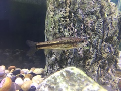 Finestreaked Gudgeon photo 2
