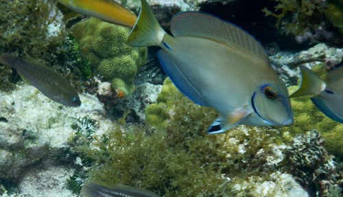 Caribbean Ocean Surgeonfish