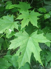 Acer platanoides