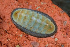 Ischnochiton contractus