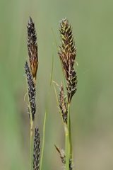 Carex hartmanii