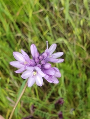 Dichelostemma