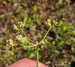 Eriogonum fasciculatum fasciculatum