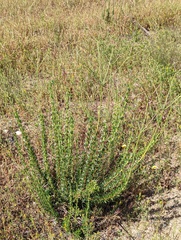 Eriogonum fasciculatum fasciculatum