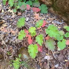 Heuchera maxima
