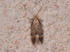 Neodactylota liguritrix