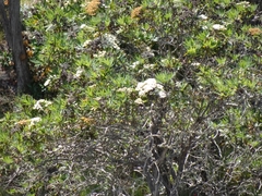Lyonothamnus floribundus
