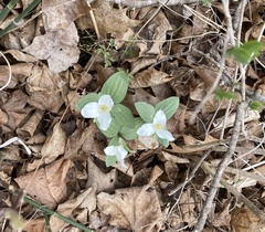 Callipetalon