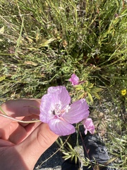Clarkia epilobioides