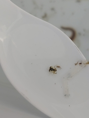 Lophopanopeus bellus