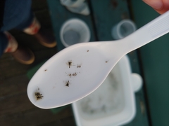 Lophopanopeus bellus