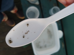 Lophopanopeus bellus