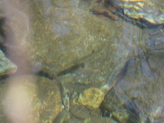 Salmo trutta