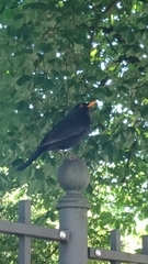 Turdus merula