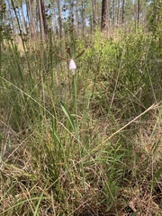 Cleistesiopsis divaricata
