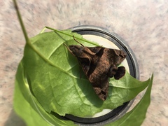 Macroglossum pyrrhosticta