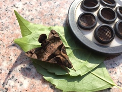 Macroglossum pyrrhosticta