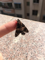Macroglossum pyrrhosticta