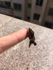 Macroglossum pyrrhosticta