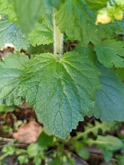 Scrophularia vernalis