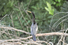 Anhinga anhinga anhinga