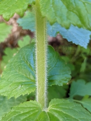Scrophularia vernalis