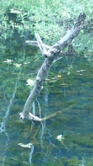 Emballonuridae