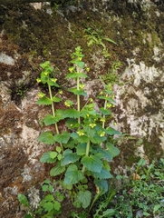 Scrophularia vernalis