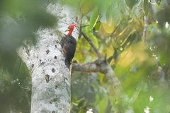 Campephilus rubricollis