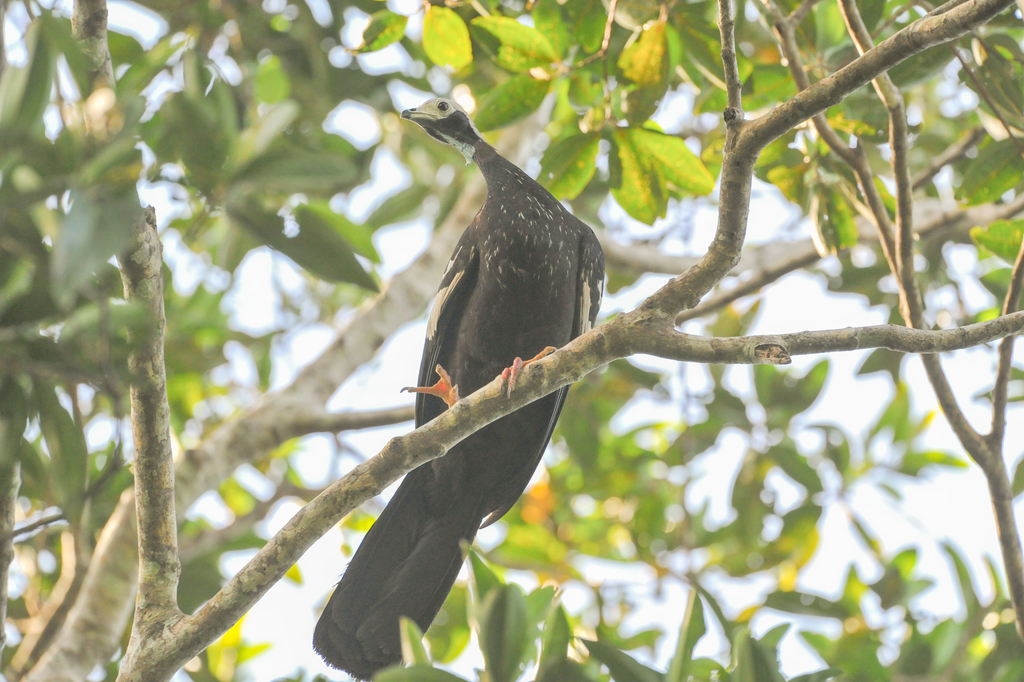 Blue-throated Piping-guan