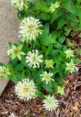 Monarda luteola