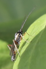 Limneriini